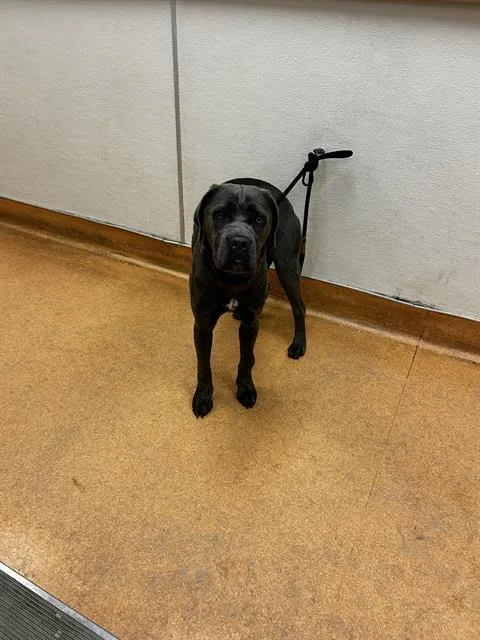 A young medium-sized female Mastiff dog named Buffy for adoption in Martinez, CA