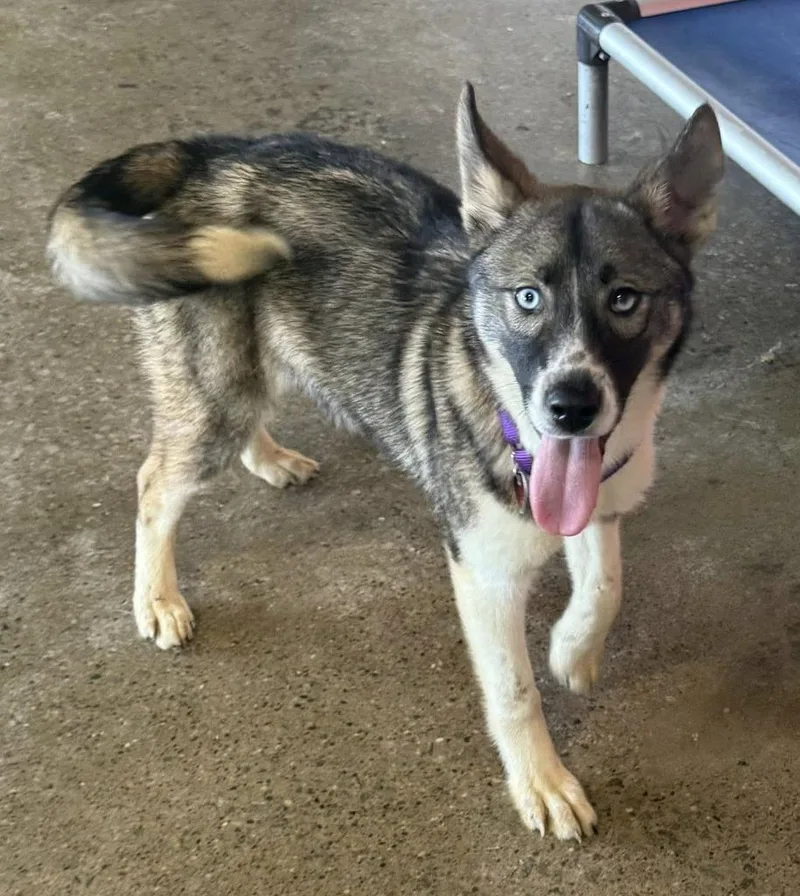 A baby medium-sized female Husky dog named Promise for adoption in Warren, MI