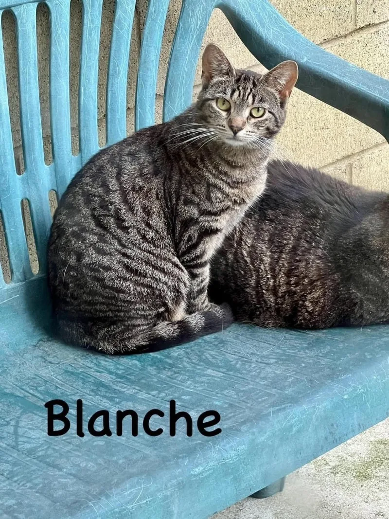 Blanche