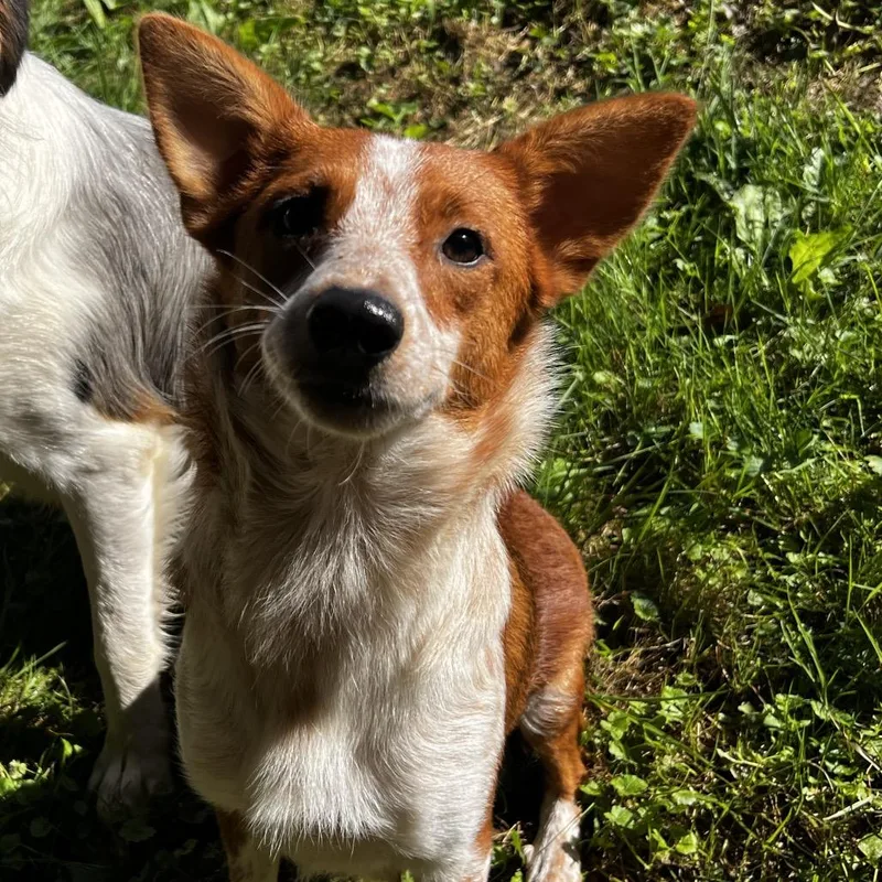 An adult medium-sized female Cattle Dog dog named Roo for adoption in Harrisville, WV