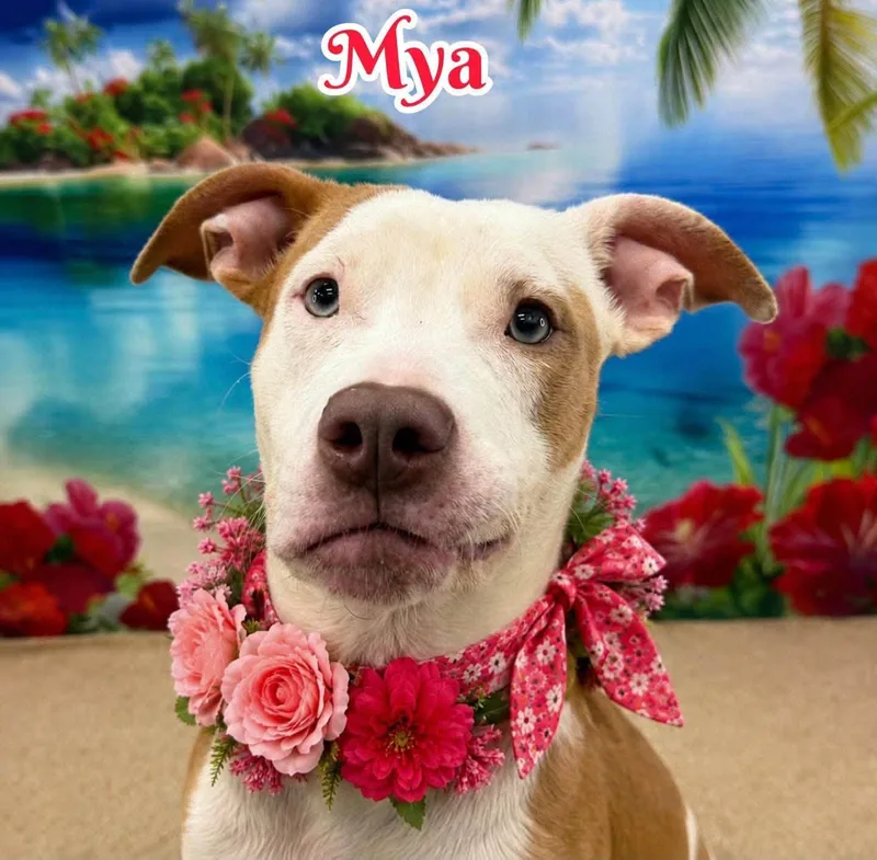 An adult medium-sized female White / Cream Mixed Breed dog named Mya for adoption in Flint, MI