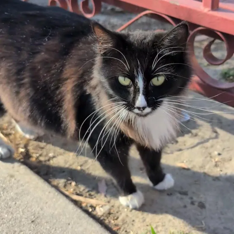 An adult medium-sized female Black Domestic Medium Hair cat named Nora Costa Mesa for adoption in Chino Hills, CA