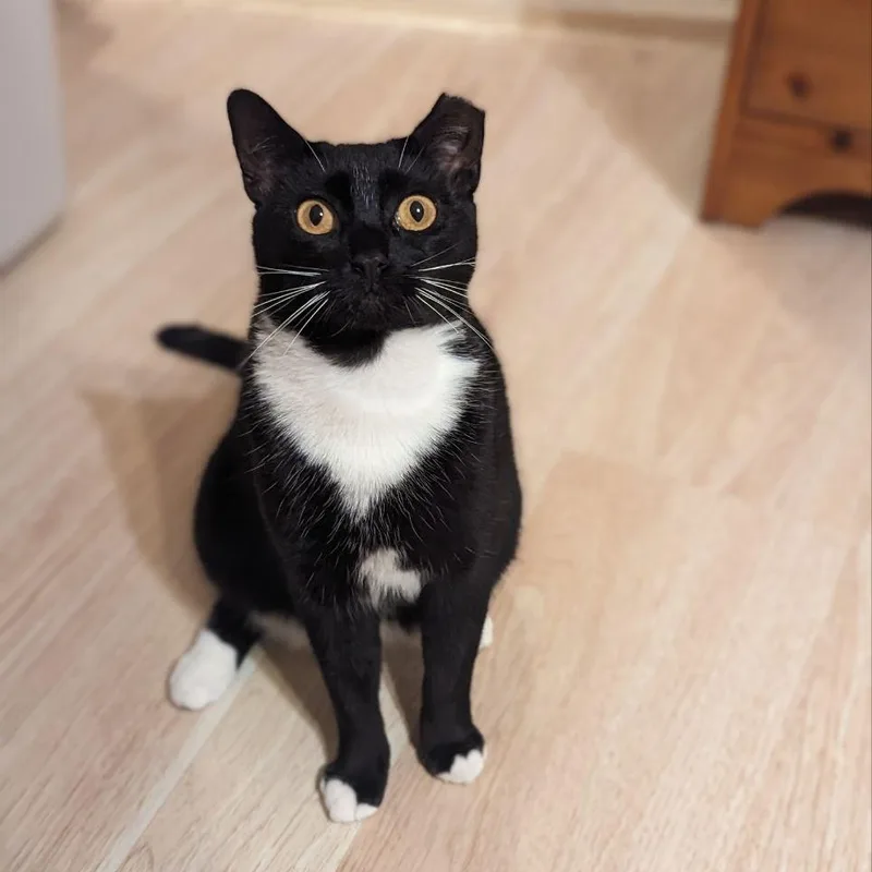 Twilight thumbnail 3