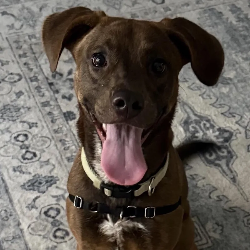 A baby medium-sized female Brown / Chocolate Pit Bull Terrier dog named Hazel for adoption in Richmond, VA