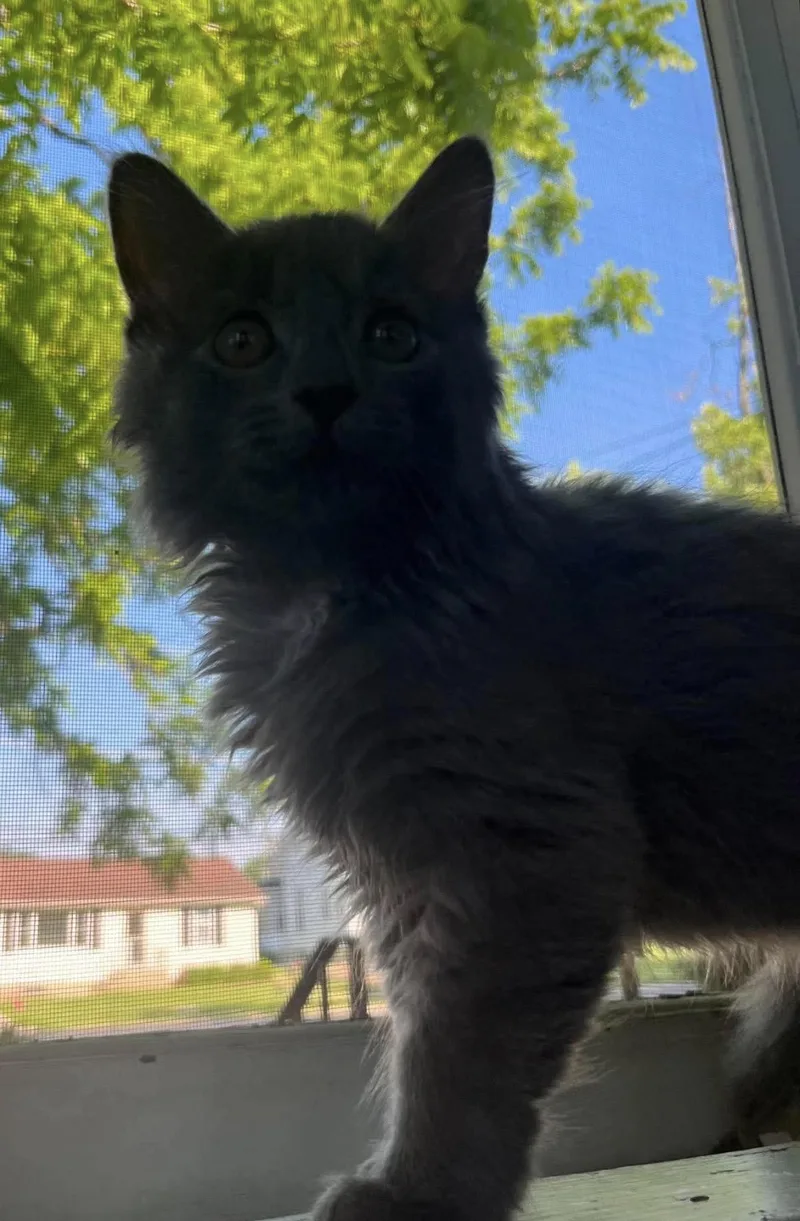 A baby small-sized male Domestic Short Hair cat named Scott for adoption in Lockport, IL