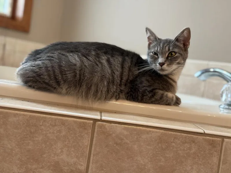 An adult small-sized female Gray / Blue / Silver Domestic Short Hair cat named Sissy for adoption in Union Grove, WI