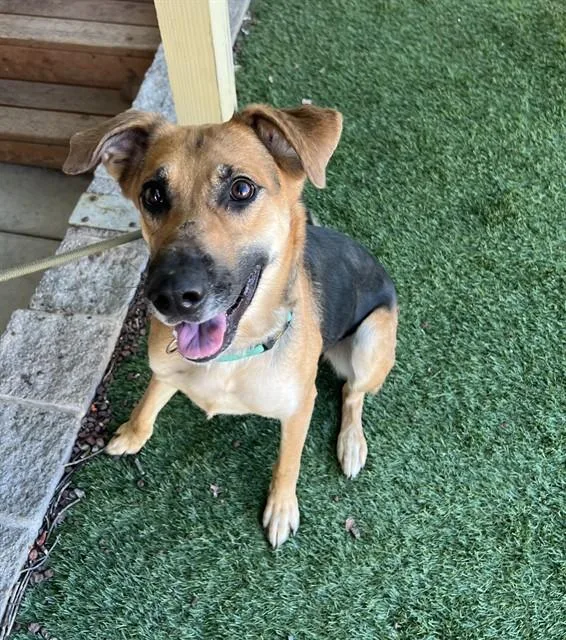 A young medium-sized female Tricolor (Brown, Black, & White) Shepherd dog named Skeeter for adoption in Phoenix, OR