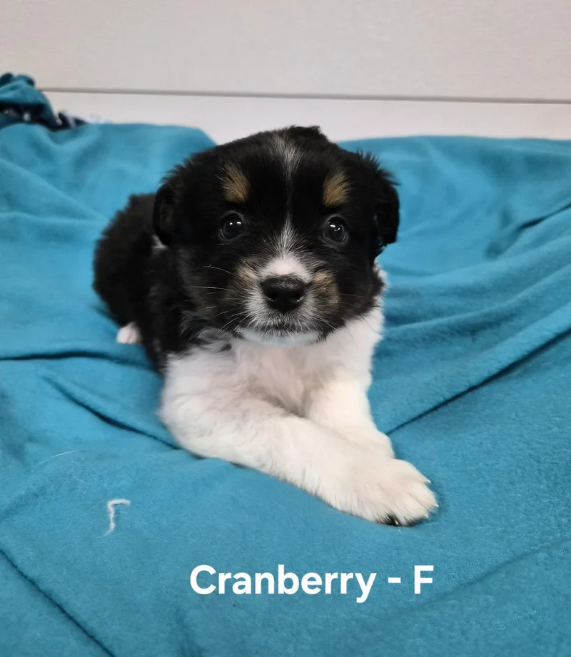 A baby medium-sized female Australian Shepherd dog named Cranberry for adoption in Hillside, IL