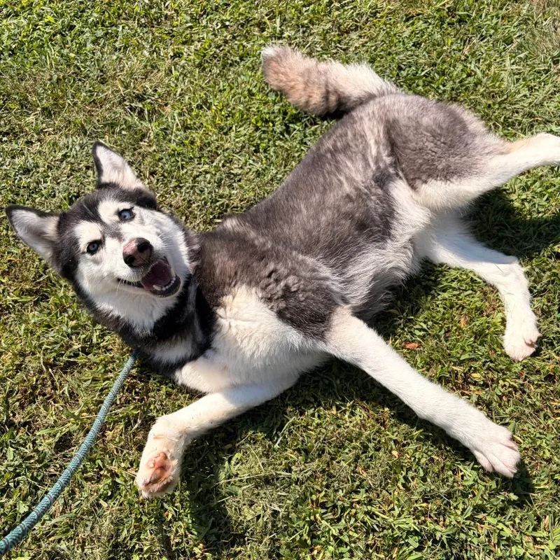Piper