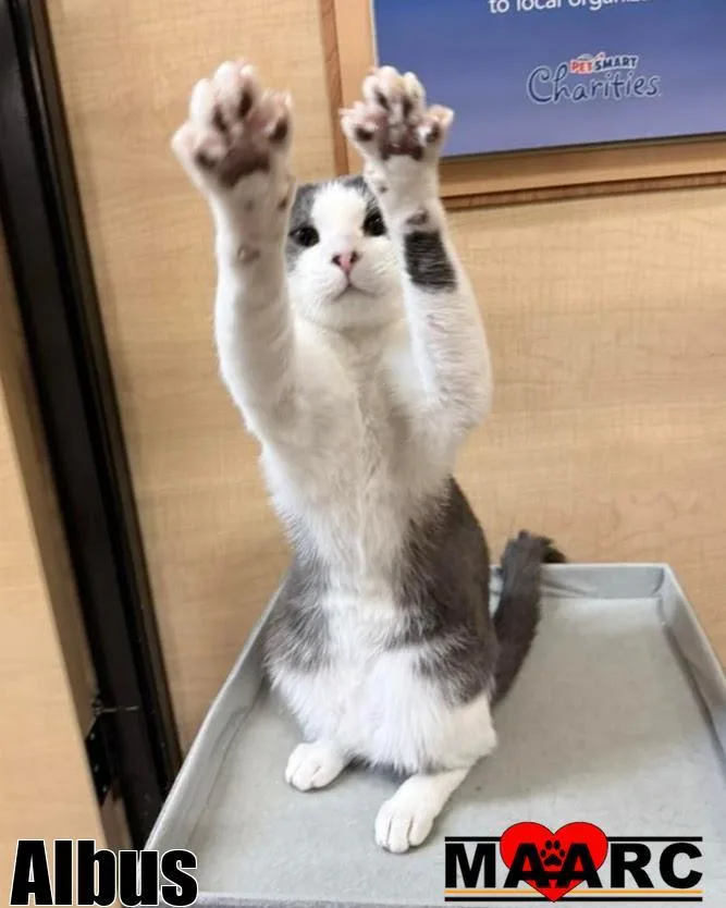 A young medium-sized male Domestic Short Hair cat named Albus  Beetlejuice for adoption in Maryville, TN