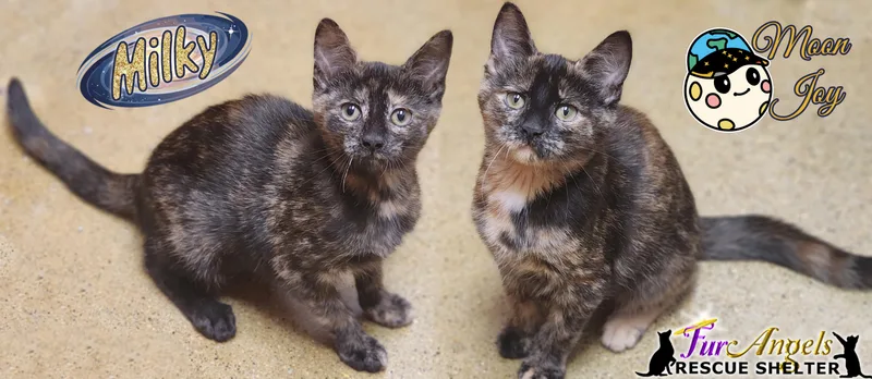 A baby medium-sized female Tortoiseshell Domestic Short Hair cat named Milky & Moon Joy for adoption in Toledo, OH