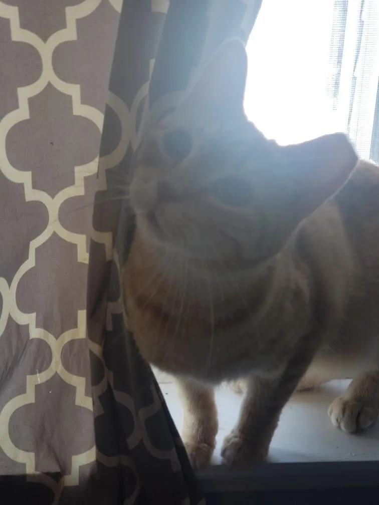An adult medium-sized female Orange / Red Domestic Short Hair cat named Cheetara for adoption in Lemoyne, PA