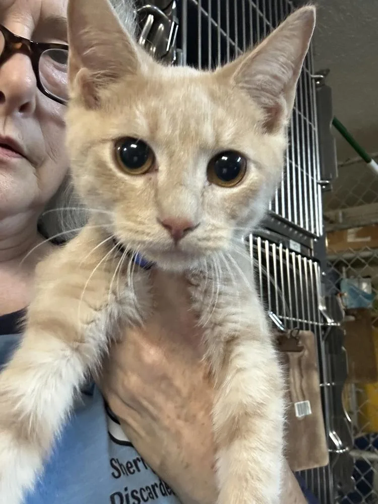 A baby small-sized male Domestic Short Hair cat named Burrito for adoption in Ellijay, GA