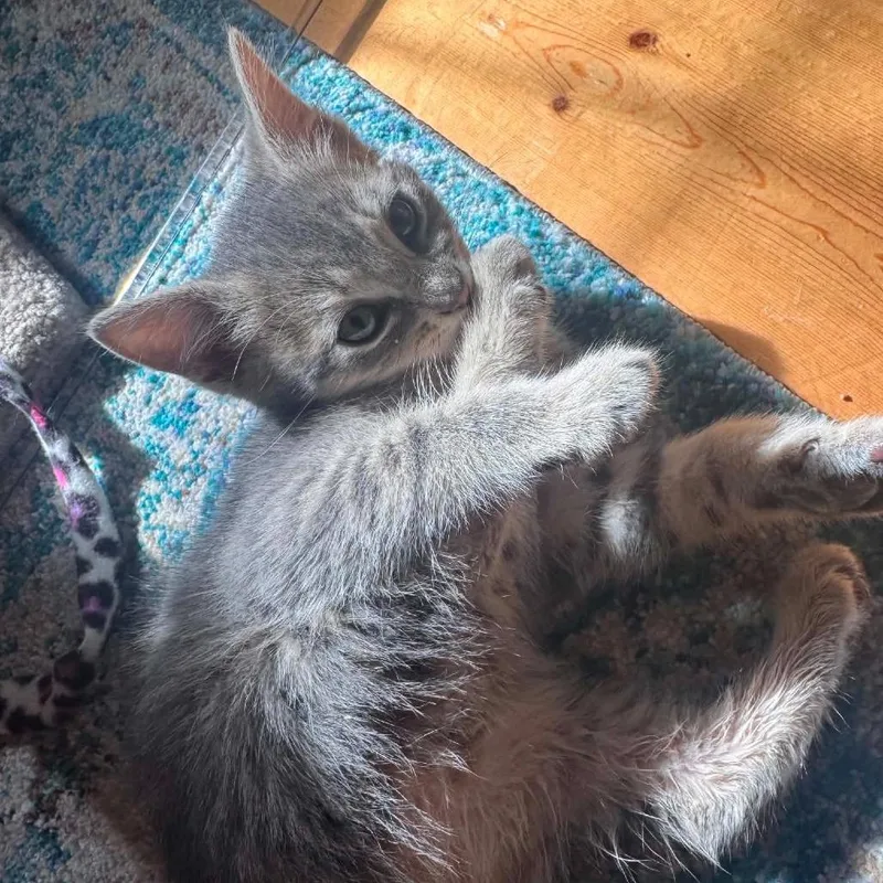 Yoda