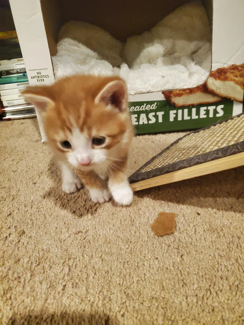 A baby small-sized male Domestic Short Hair cat named Timmie for adoption in Burlington, VT
