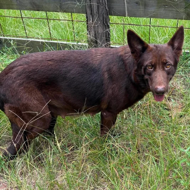 A young medium-sized female Brown / Chocolate German Shepherd Dog dog named Jazz for adoption in Caldwell, TX