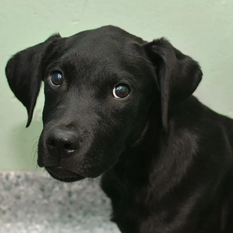 A baby medium-sized male Black Labrador Retriever dog named Chase for adoption in Ottawa, KS