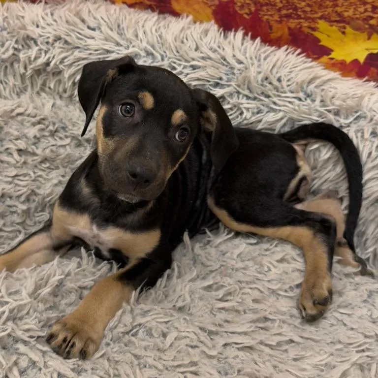 A baby small-sized female Mixed Breed dog named Honeydew for adoption in Newberg, OR
