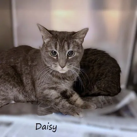 An adult medium-sized female Gray / Blue / Silver Domestic Short Hair cat named Daisy for adoption in Yucaipa, CA