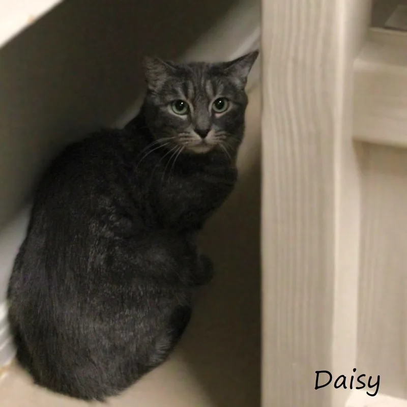 Daisy thumbnail 2
