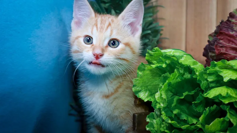 A baby medium-sized male Orange & White Domestic Short Hair cat named Chuck for adoption in Parker, TX
