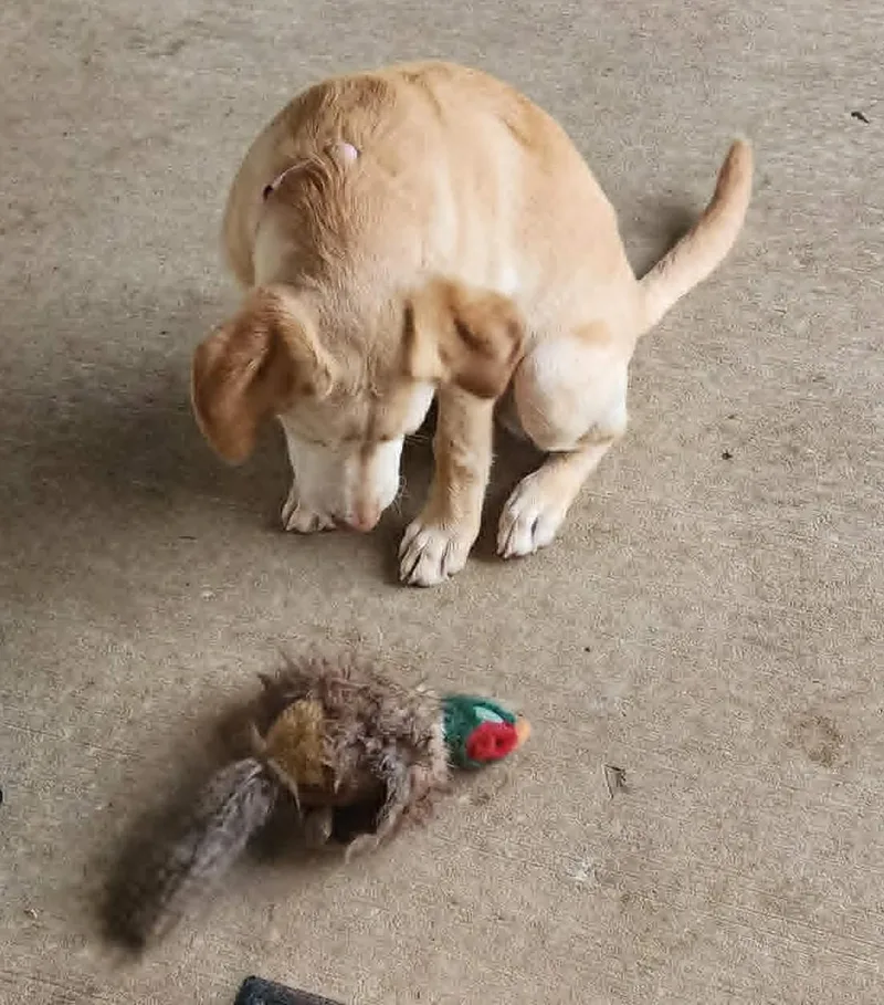 A young large-sized female Yellow / Tan / Blond / Fawn Yellow Labrador Retriever dog named Sadie for adoption in Dubuque, IA