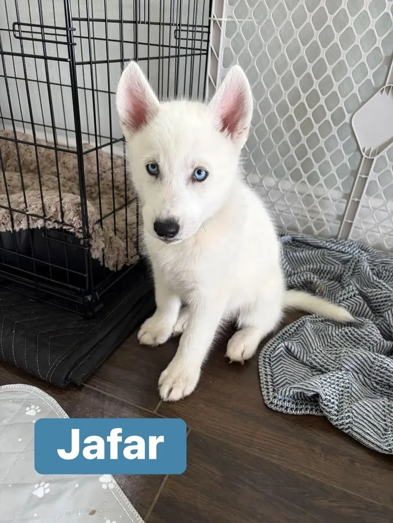 Jafar