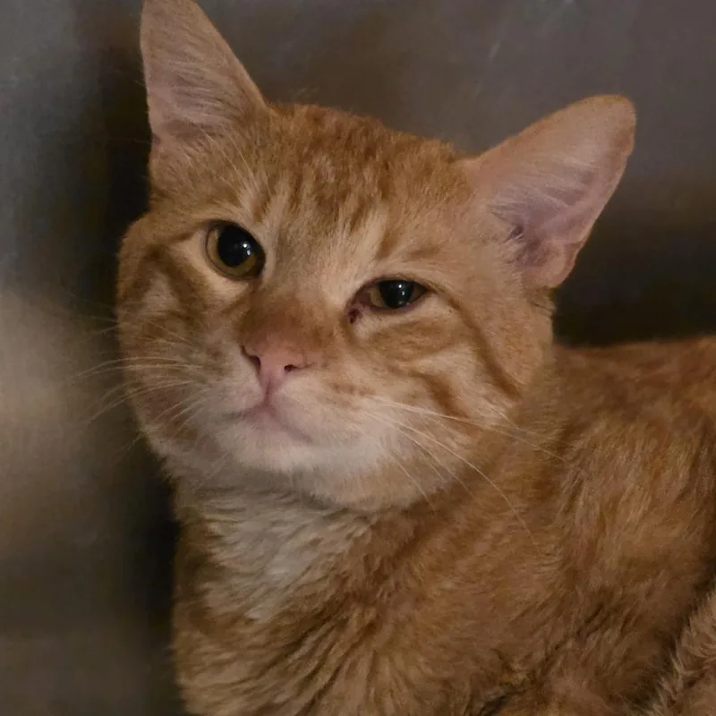 An adult small-sized male Orange / Red Domestic Short Hair cat named Marshall for adoption in Glenfield, NY