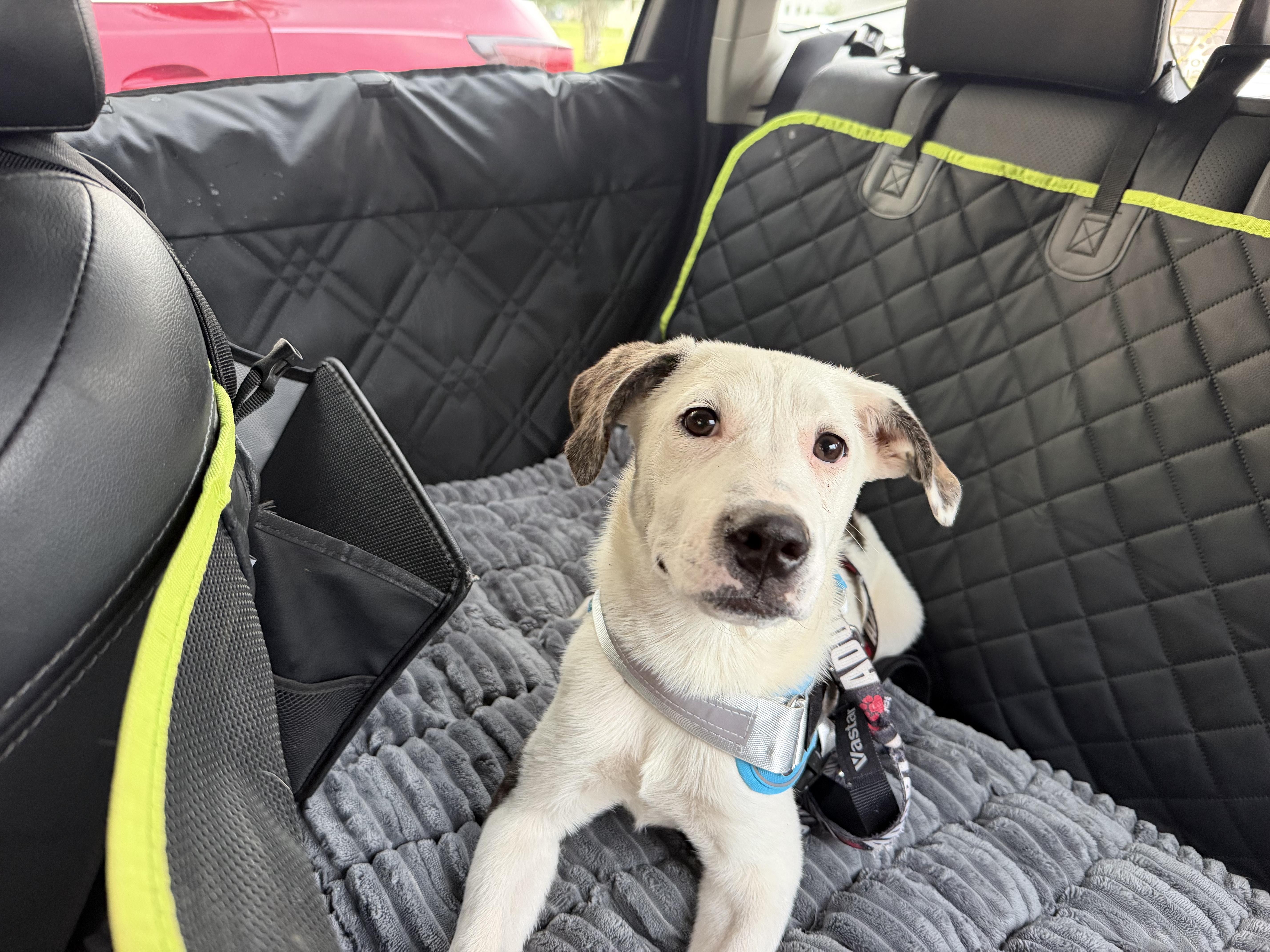 A young medium-sized female White / Cream Mixed Breed dog named Gems for adoption in Grafton, MA