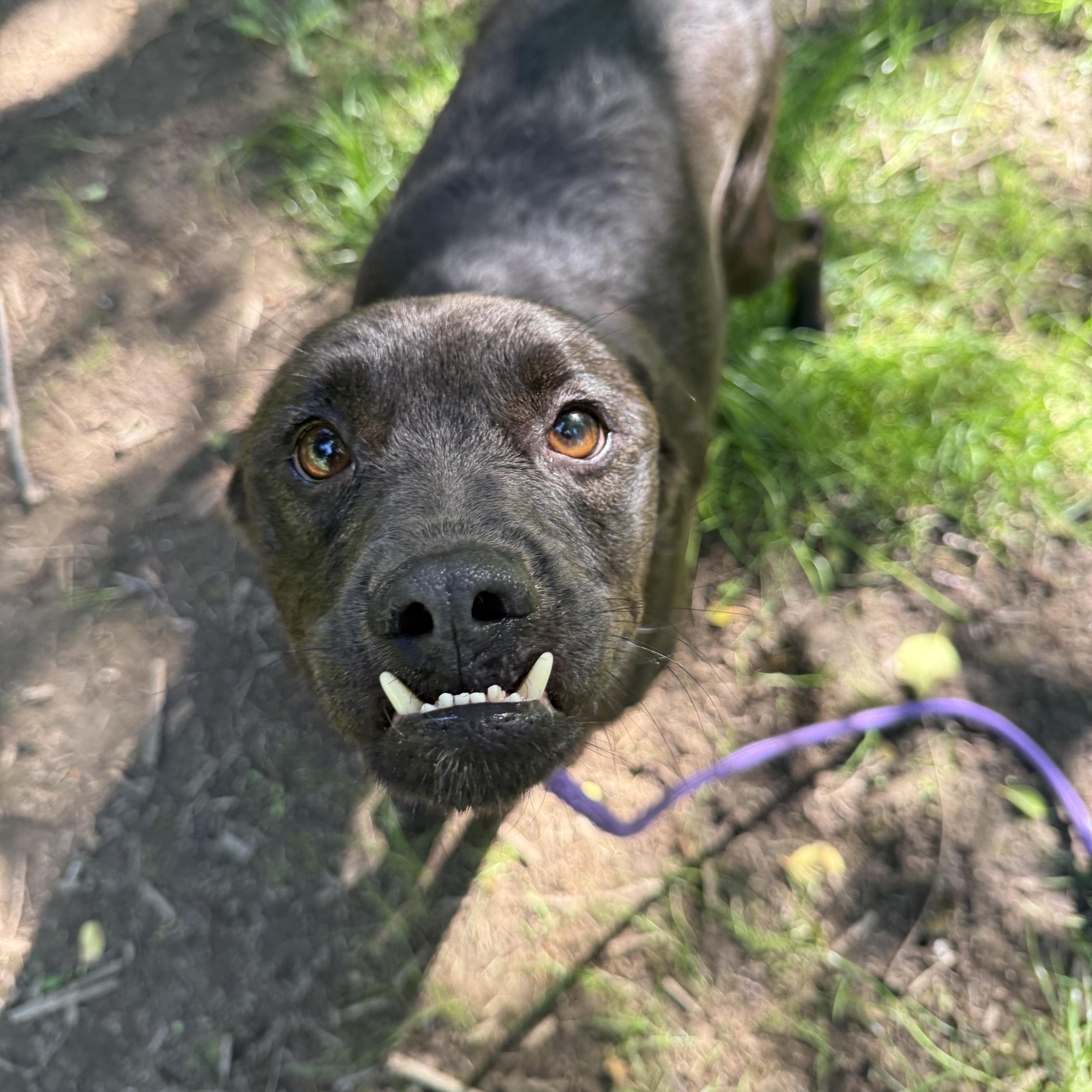 An adult large-sized male Black Labrador Retriever dog named Elmer Fud for adoption in Ferndale, WA