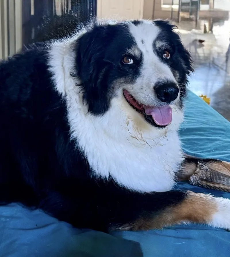 An adult medium-sized female Tricolor (Brown, Black, & White) Australian Shepherd dog named Sophie for adoption in Ringwood, IL