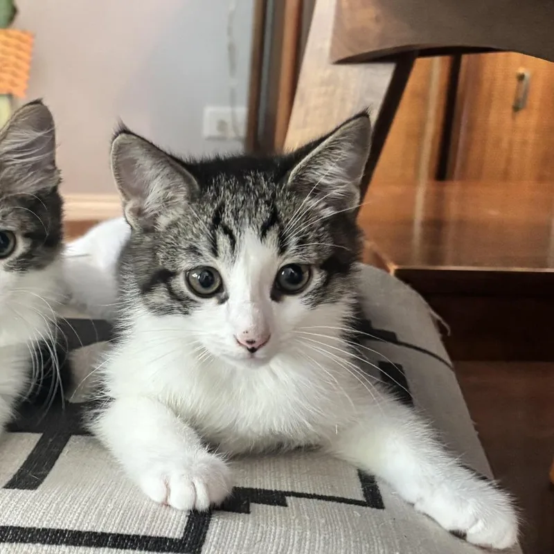 A baby small-sized male Brown / Chocolate Domestic Short Hair cat named Tuna for adoption in Oak Park, IL