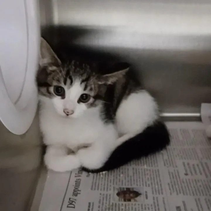 Tuna thumbnail 2