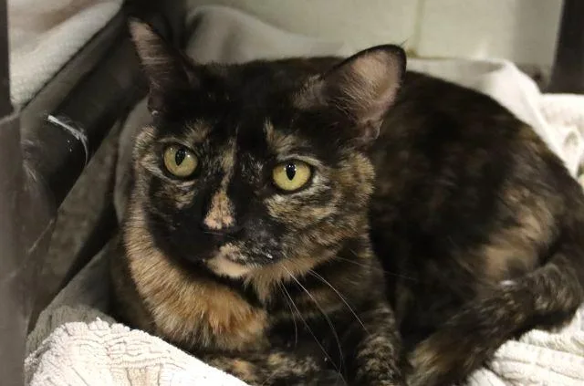 An adult small-sized female Domestic Short Hair cat named Freya for adoption in Tucson, AZ