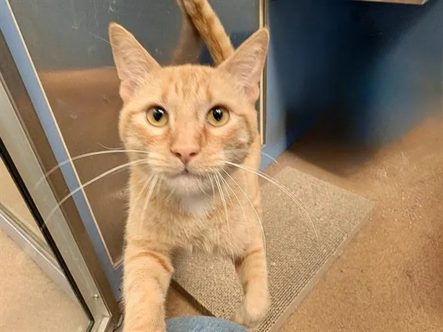 A young medium-sized male Domestic Short Hair cat named Hopscotch for adoption in Martinez, CA