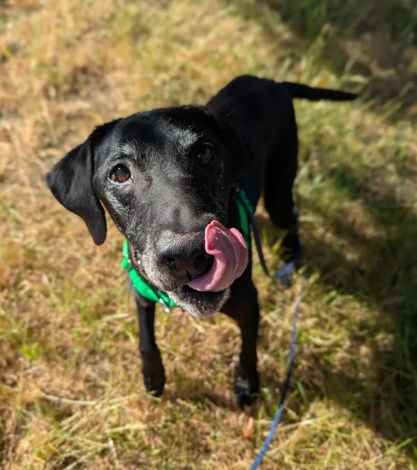 A senior large-sized male Labrador Retriever dog named Maverick for adoption in Santa Rosa, CA