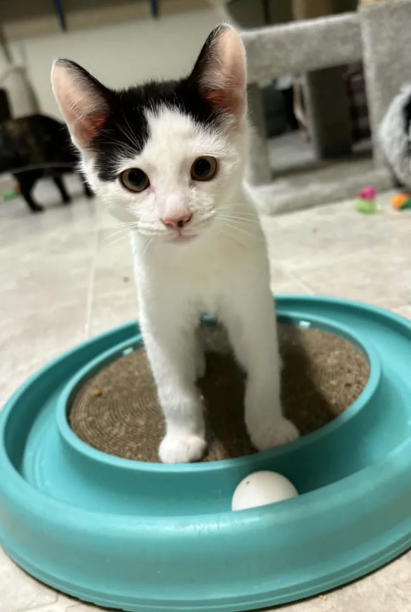 A baby large-sized male Black & White / Tuxedo Domestic Short Hair cat named Bowie for adoption in Ocean City, NJ