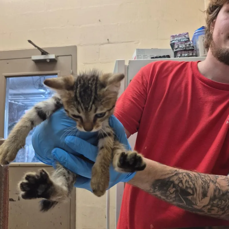 A baby small-sized male Black & White / Tuxedo Domestic Short Hair cat named Axel for adoption in Birmingham, AL