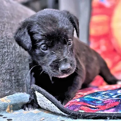 A baby medium-sized female Golden Retriever dog named Miss Orange for adoption in Rutherfordton, NC
