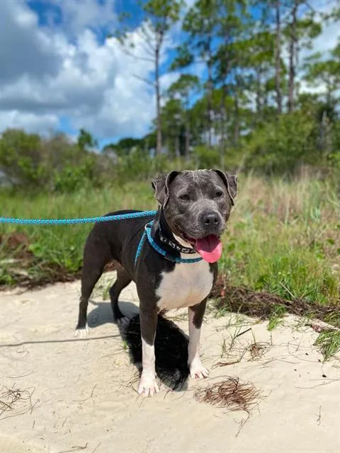 An adult large-sized female Mixed Breed dog named Wonder Woman for adoption in Fort Walton Beach, FL