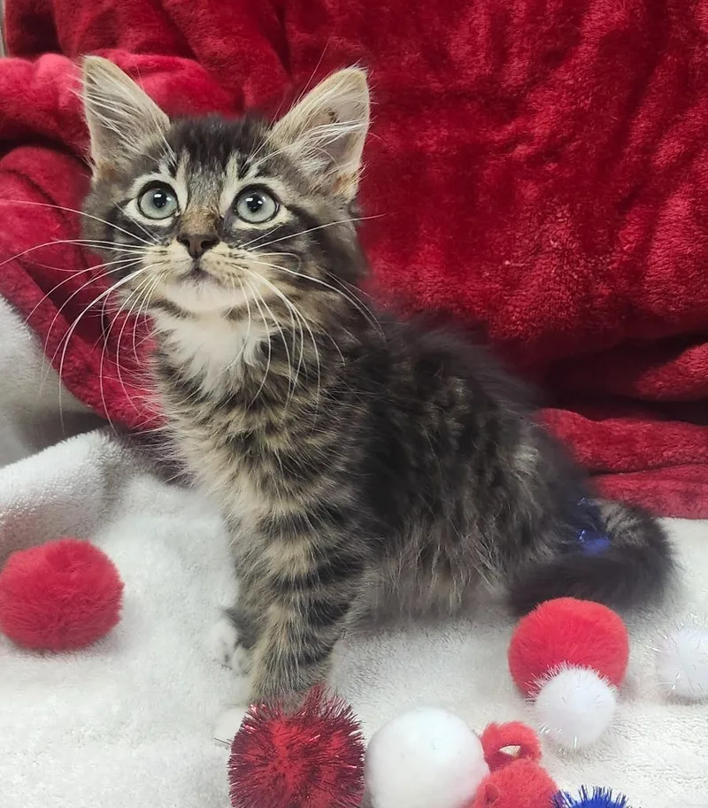 A baby small-sized male Domestic Medium Hair cat named Pacey for adoption in Little Rock, AR