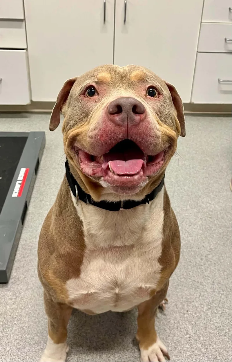 An adult medium-sized male Mixed Breed dog named Rocco for adoption in Moundsville, WV