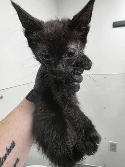 A baby small-sized male Domestic Short Hair cat named Tucker for adoption in Sevierville, TN