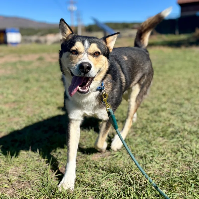A young medium-sized male Brown / Chocolate Husky dog named Max for adoption in Glenwood Springs, CO