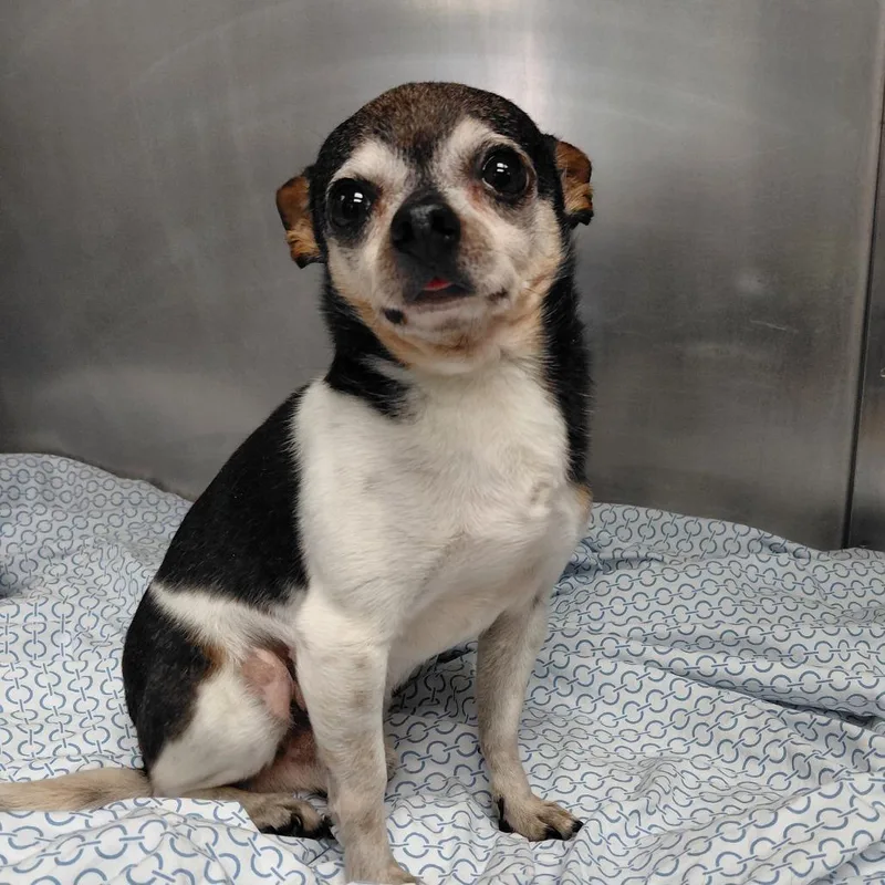 A senior small-sized male Black Chihuahua dog named Tango for adoption in Philadelphia, PA