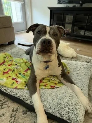 A senior large-sized male Pit Bull Terrier dog named Hercules for adoption in Atlanta, GA
