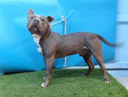 A young large-sized male Pit Bull Terrier dog named Supreme for adoption in Gardena, CA