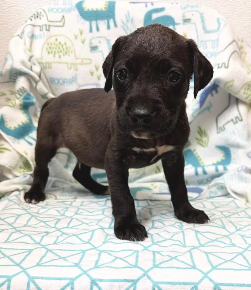 A baby large-sized male Weimaraner dog named Rondel for adoption in Clinton, SC
