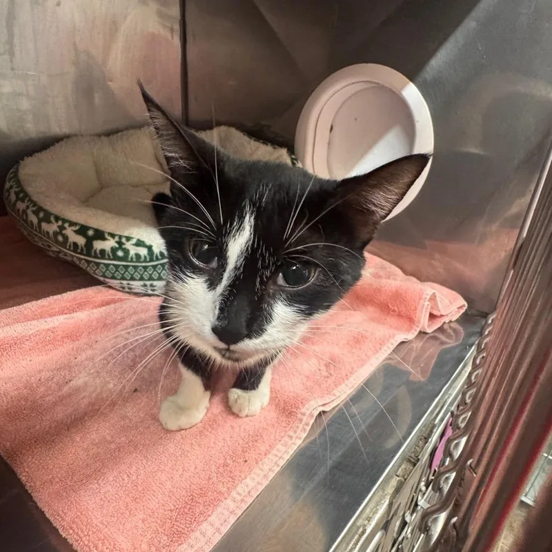 An adult medium-sized female Black Domestic Short Hair cat named Oreo for adoption in Novelty, OH