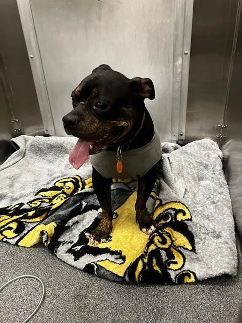 A young medium-sized female Pit Bull Terrier dog named Nyla for adoption in Dallas, TX